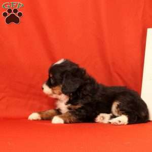 Peppa, Mini Bernedoodle Puppy